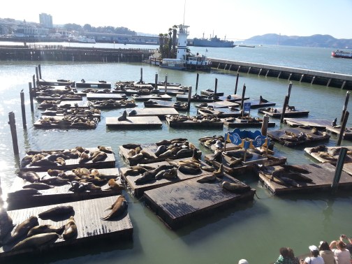 sea lions