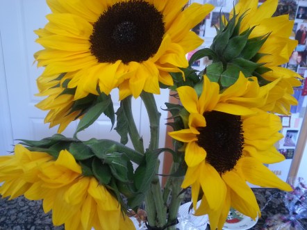 sunflowers