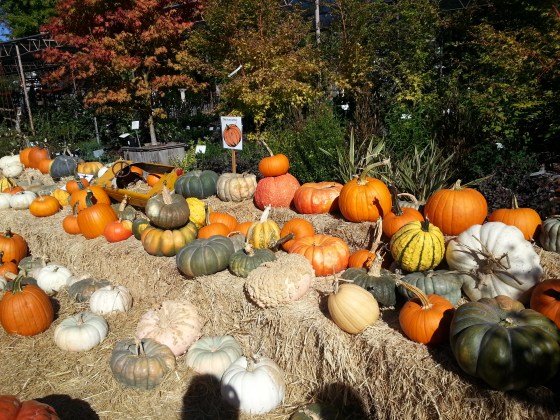 pumpkins