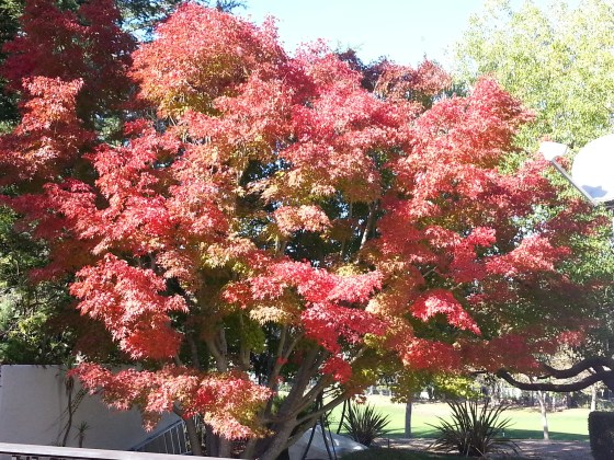 maple tree