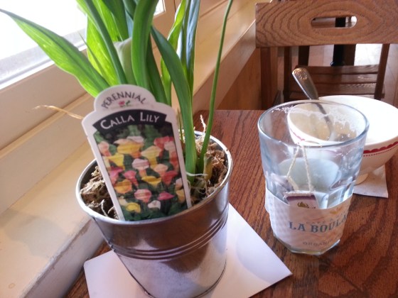 calla lily