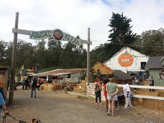 arata's pumpkin farm