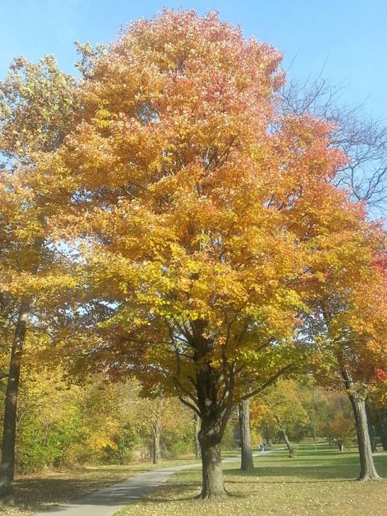 beautiful autumn tree