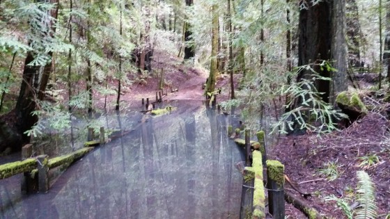 water-redwoods